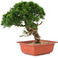 Juniperus chinensis Itoigawa, 26,5 cm, ± 18 Jahre alt