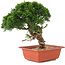 Juniperus chinensis Itoigawa, 26,5 cm, ± 18 years old