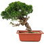 Juniperus chinensis Itoigawa, 26,5 cm, ± 18 años