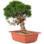 Juniperus chinensis Itoigawa, 26,5 cm, ± 18 ans