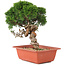 Juniperus chinensis Itoigawa, 26,5 cm, ± 18 jaar oud