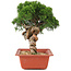 Juniperus chinensis Itoigawa, 26,5 cm, ± 18 Jahre alt