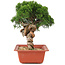 Juniperus chinensis Itoigawa, 26,5 cm, ± 18 years old