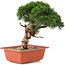 Juniperus chinensis Itoigawa, 26,5 cm, ± 18 Jahre alt