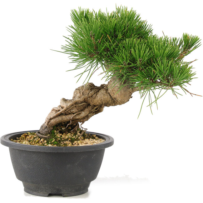 Pinus thunbergii, 19 cm, ± 18 jaar oud