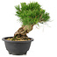 Pinus thunbergii, 19 cm, ± 18 ans