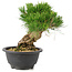 Pinus thunbergii, 19 cm, ± 18 Jahre alt