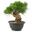 Pinus thunbergii, 19 cm, ± 18 Jahre alt