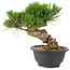 Pinus thunbergii, 19 cm, ± 18 anni