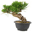 Pinus thunbergii, 19 cm, ± 18 jaar oud