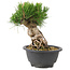 Pinus thunbergii, 19 cm, ± 18 Jahre alt