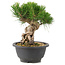 Pinus thunbergii, 19 cm, ± 18 anni