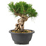 Pinus thunbergii, 19 cm, ± 18 Jahre alt