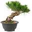 Pinus thunbergii, 19 cm, ± 18 years old