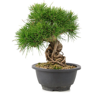 Pinus thunbergii, 21 cm, ± 18 jaar oud