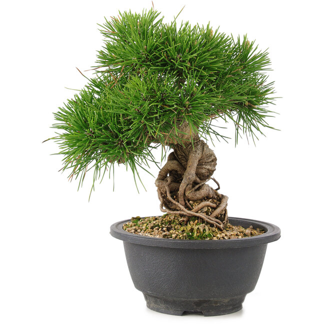 Pinus thunbergii, 21 cm, ± 18 Jahre alt