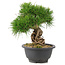 Pinus thunbergii, 21 cm, ± 18 Jahre alt