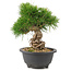 Pinus thunbergii, 21 cm, ± 18 Jahre alt