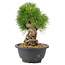 Pinus thunbergii, 21 cm, ± 18 Jahre alt