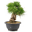 Pinus thunbergii, 21 cm, ± 18 years old