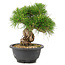 Pinus thunbergii, 21 cm, ± 18 Jahre alt