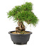 Pinus thunbergii, 21 cm, ± 18 ans