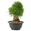 Pinus thunbergii, 21 cm, ± 18 anni