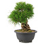 Pinus thunbergii, 21 cm, ± 18 years old