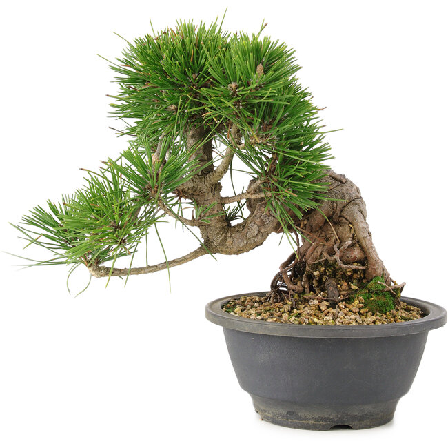 Pinus thunbergii, 19,5 cm, ± 18 Jahre alt