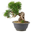 Pinus thunbergii, 19,5 cm, ± 18 Jahre alt