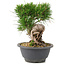 Pinus thunbergii, 19,5 cm, ± 18 Jahre alt