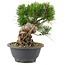 Pinus thunbergii, 19,5 cm, ± 18 years old