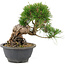 Pinus thunbergii, 19,5 cm, ± 18 Jahre alt