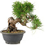 Pinus thunbergii, 19,5 cm, ± 18 Jahre alt