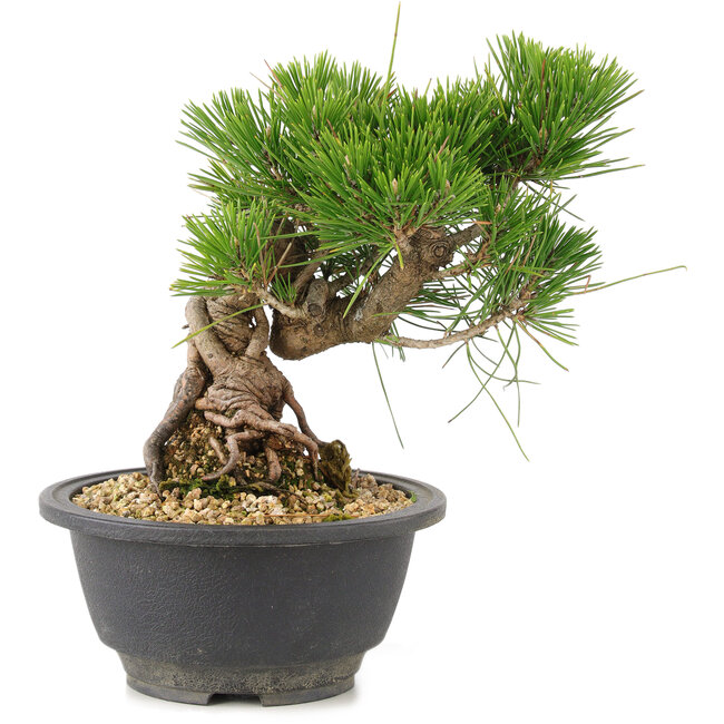 Pinus thunbergii, 18 cm, ± 18 jaar oud