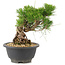 Pinus thunbergii, 18 cm, ± 18 años