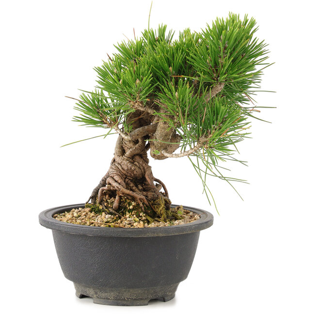 Pinus thunbergii, 18 cm, ± 18 years old