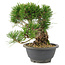 Pinus thunbergii, 19,5 cm, ± 18 Jahre alt