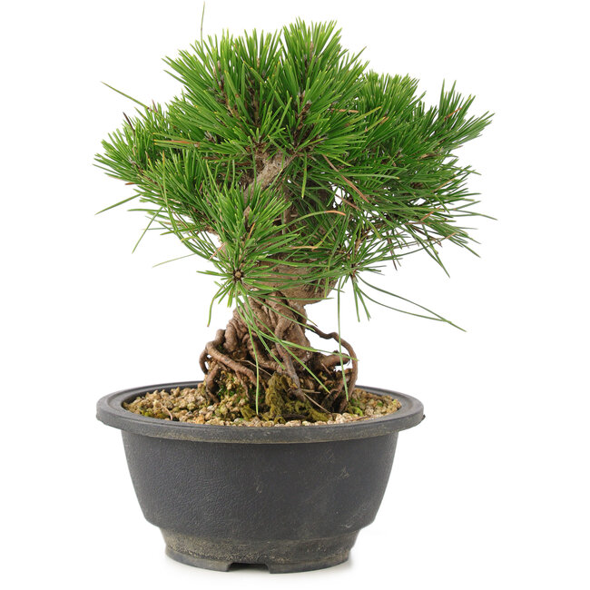 Pinus thunbergii, 18 cm, ± 18 jaar oud
