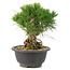 Pinus thunbergii, 18 cm, ± 18 jaar oud