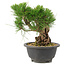 Pinus thunbergii, 18 cm, ± 18 jaar oud