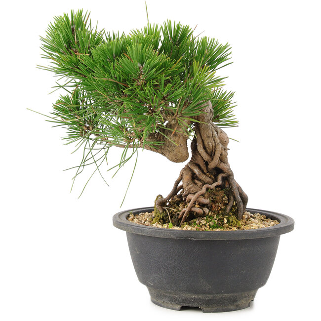 Pinus thunbergii, 18 cm, ± 18 Jahre alt