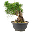 Pinus thunbergii, 18 cm, ± 18 jaar oud