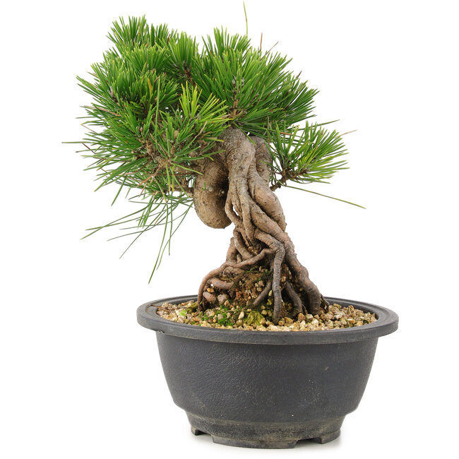 Pinus thunbergii, 18 cm, ± 18 Jahre alt