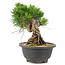 Pinus thunbergii, 18 cm, ± 18 jaar oud
