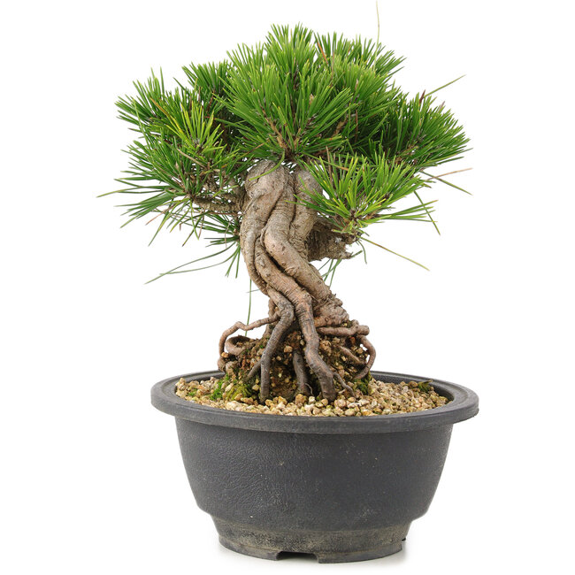Pinus thunbergii, 18 cm, ± 18 Jahre alt