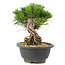 Pinus thunbergii, 18 cm, ± 18 anni