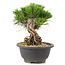 Pinus thunbergii, 18 cm, ± 18 jaar oud