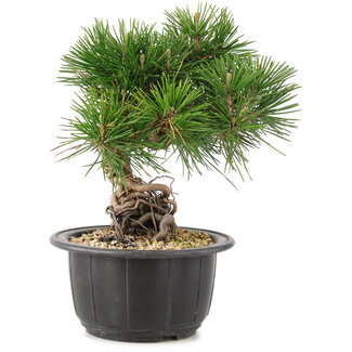 Pinus thunbergii, 19 cm, ± 18 ans