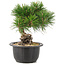 Pinus thunbergii, 19 cm, ± 18 jaar oud